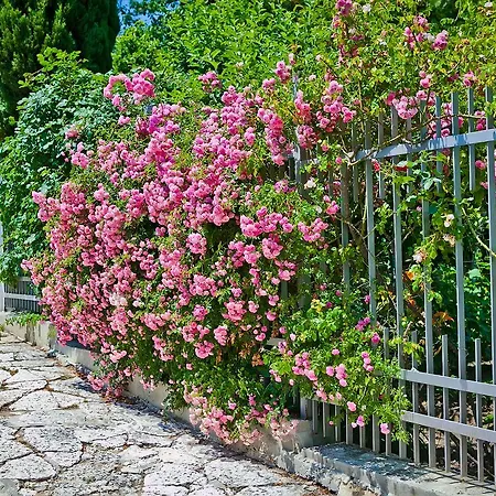 Sequoia * 골든샌드